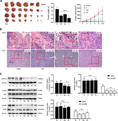 Frontiers Downregulation Of ATP1A1 Expression By Panax Notoginseng